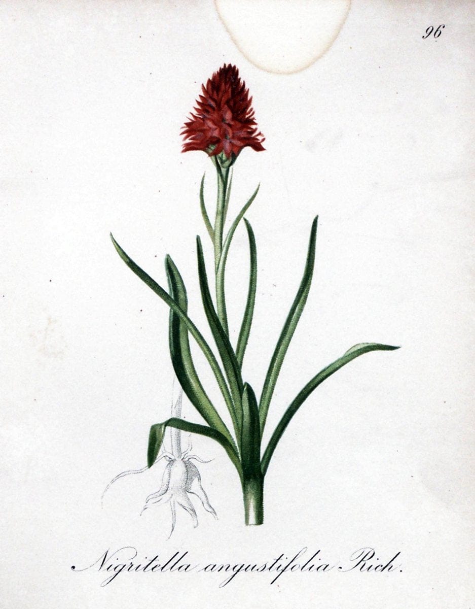 Die Alpenpflanzen nach der Natur gemalt /.Prag :F. Tempsky,1879-1884.. |  | Vintage Print Reproduction 470657