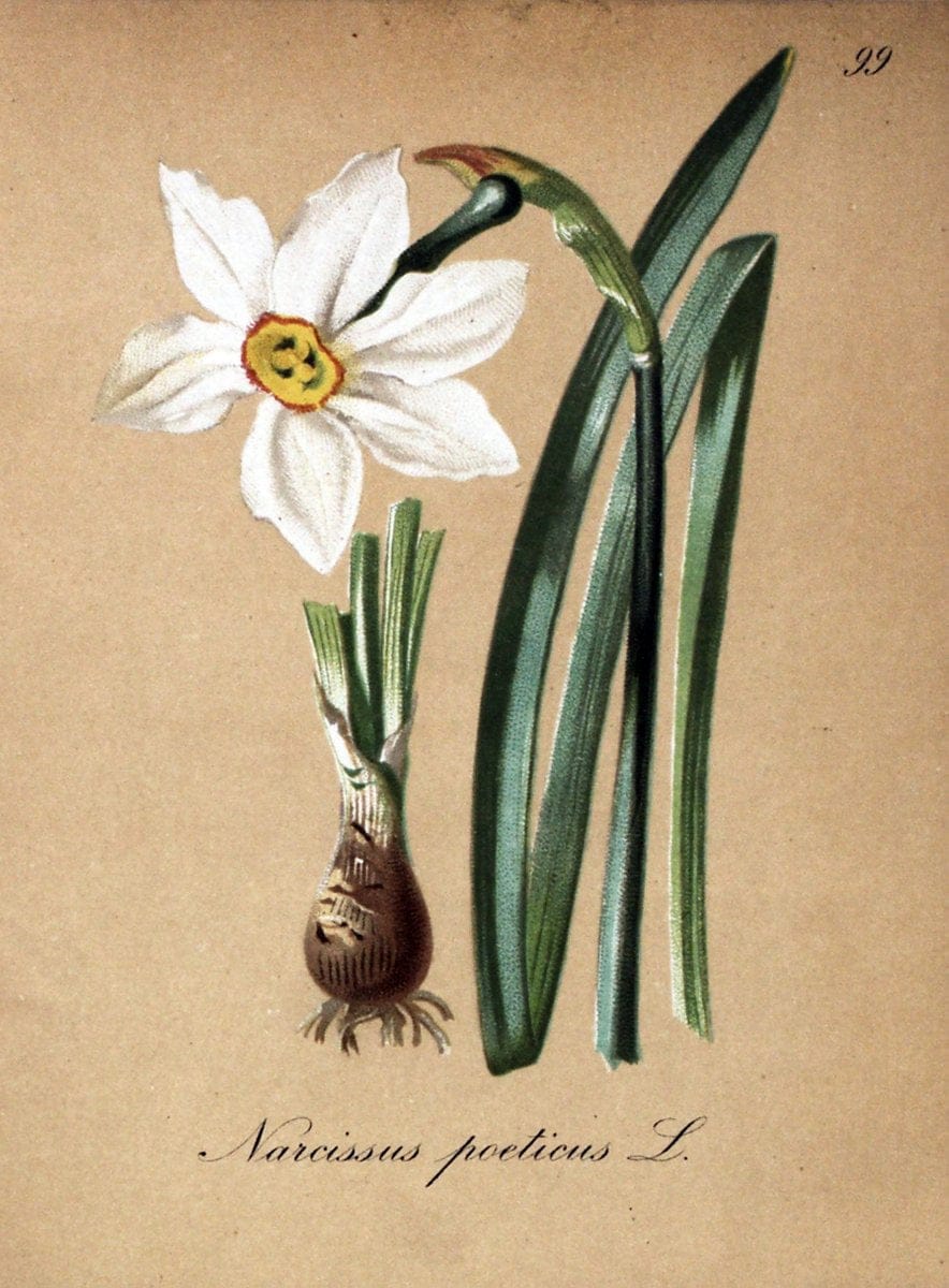 Die Alpenpflanzen nach der Natur gemalt /.Prag :F. Tempsky,1879-1884.. |  | Vintage Print Reproduction 470660