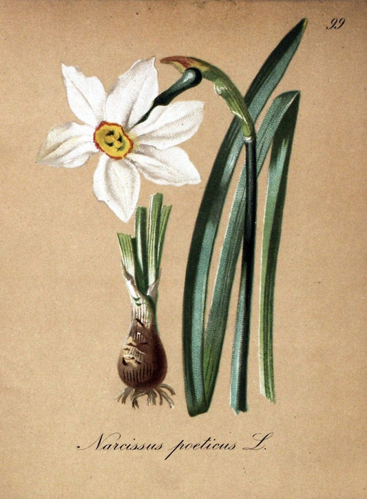 Die Alpenpflanzen nach der Natur gemalt /.Prag :F. Tempsky,1879-1884.. |  | Vintage Print Reproduction 470660