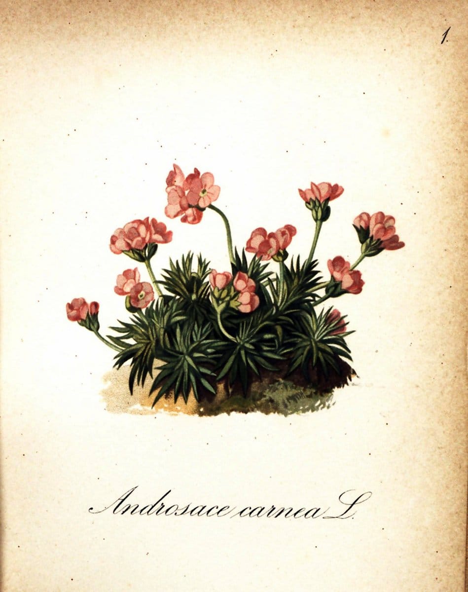 Die Alpenpflanzen nach der Natur gemalt /.Prag :F. Tempsky,1879-1884.. |  | Vintage Print Reproduction 470662