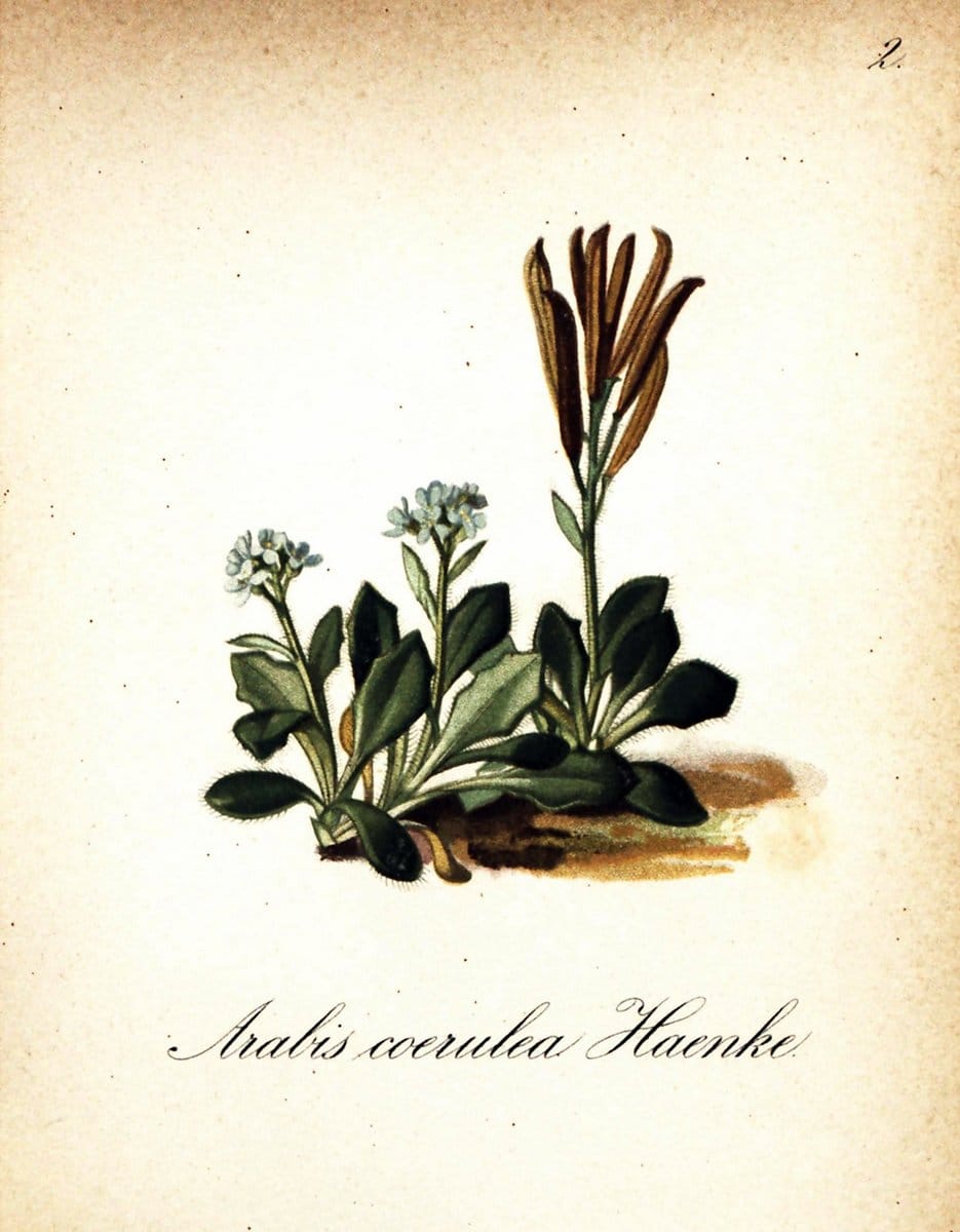 Die Alpenpflanzen nach der Natur gemalt /.Prag :F. Tempsky,1879-1884.. |  | Vintage Print Reproduction 470663