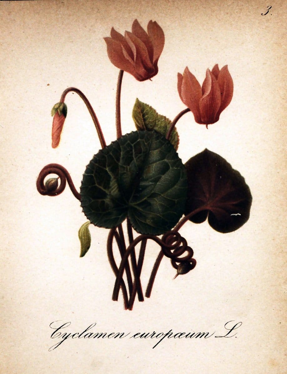 Die Alpenpflanzen nach der Natur gemalt /.Prag :F. Tempsky,1879-1884.. |  | Vintage Print Reproduction 470664