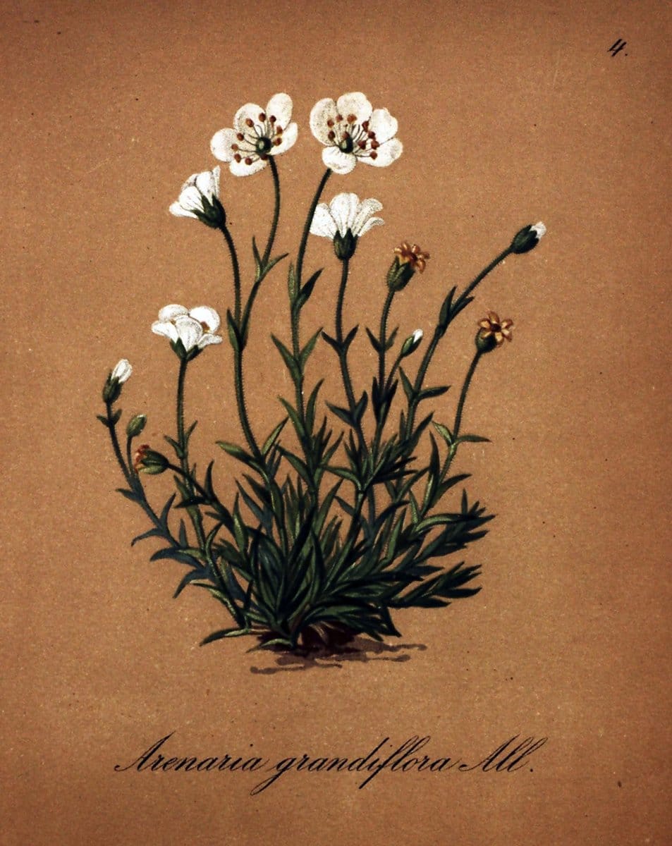 Die Alpenpflanzen nach der Natur gemalt /.Prag :F. Tempsky,1879-1884.. |  | Vintage Print Reproduction 470665