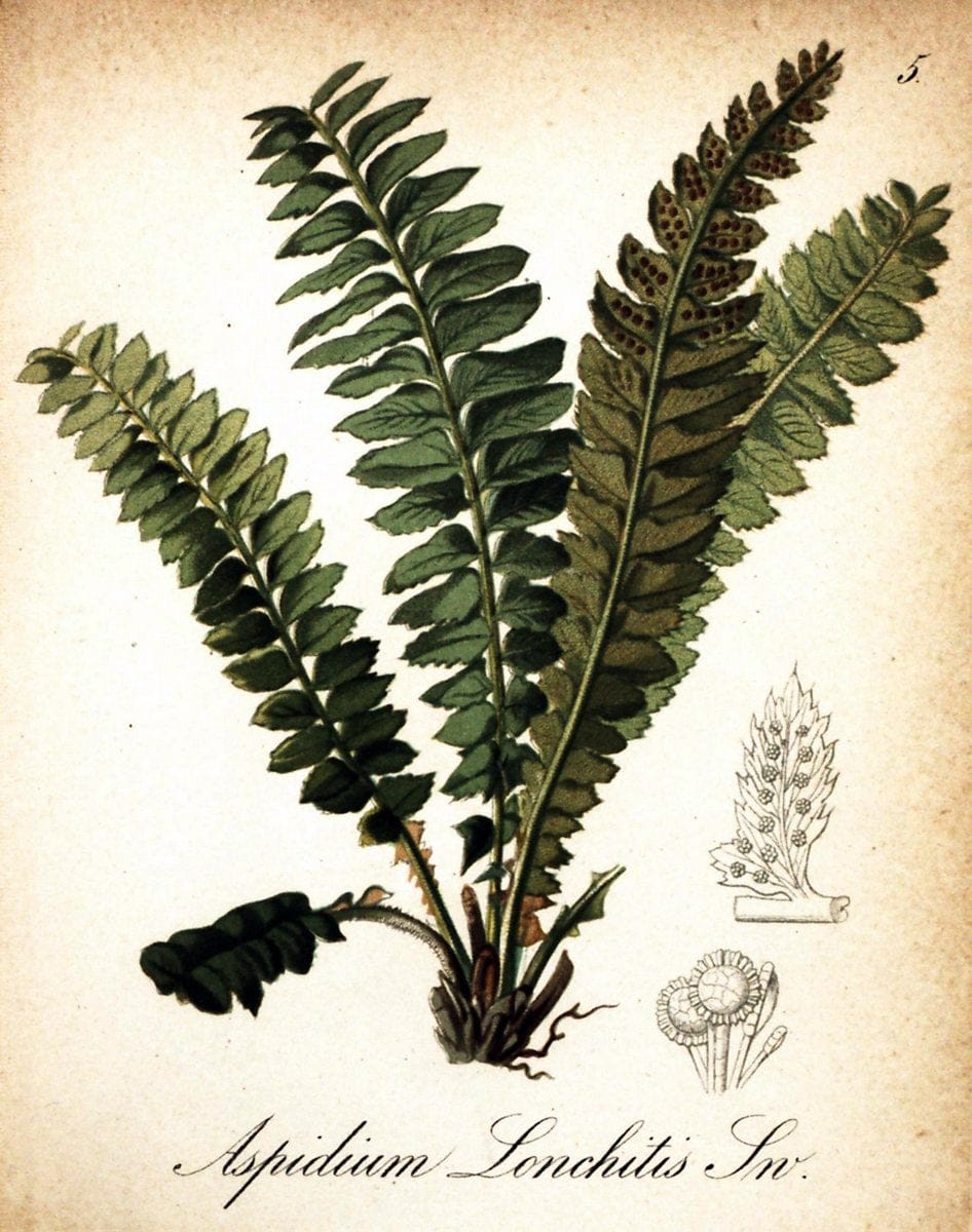 Die Alpenpflanzen nach der Natur gemalt /.Prag :F. Tempsky,1879-1884.. |  | Vintage Print Reproduction 470666