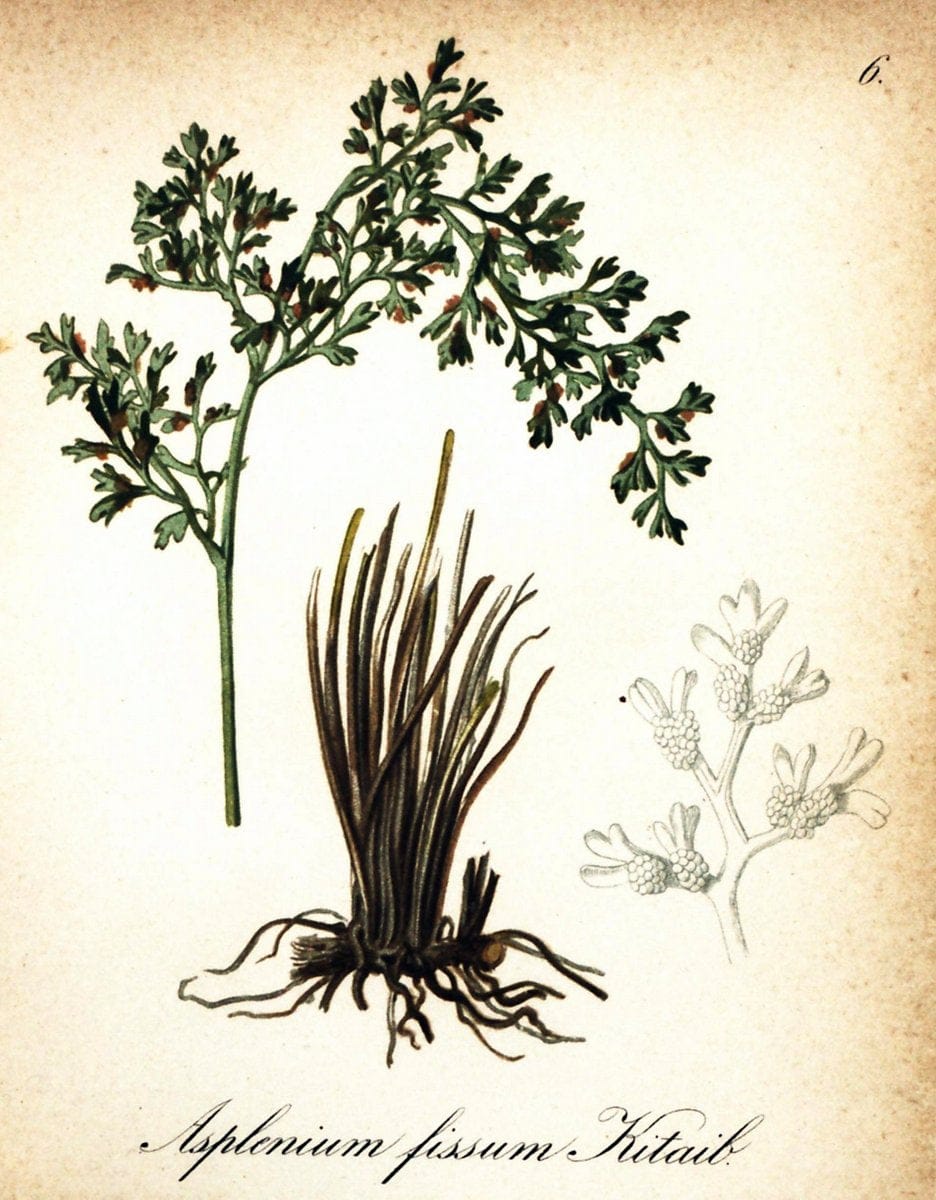 Die Alpenpflanzen nach der Natur gemalt /.Prag :F. Tempsky,1879-1884.. |  | Vintage Print Reproduction 470667