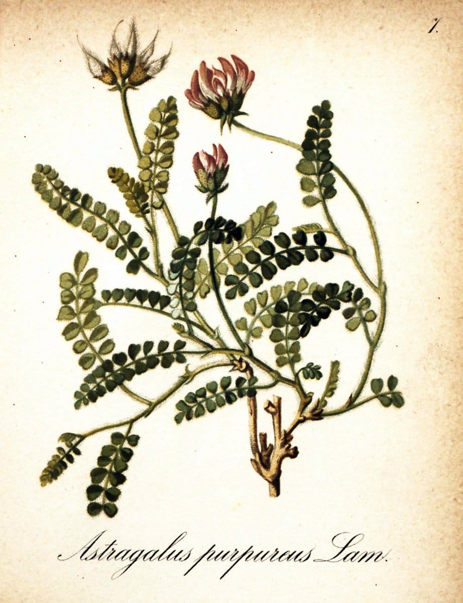 Die Alpenpflanzen nach der Natur gemalt /.Prag :F. Tempsky,1879-1884.. |  | Vintage Print Reproduction 470668