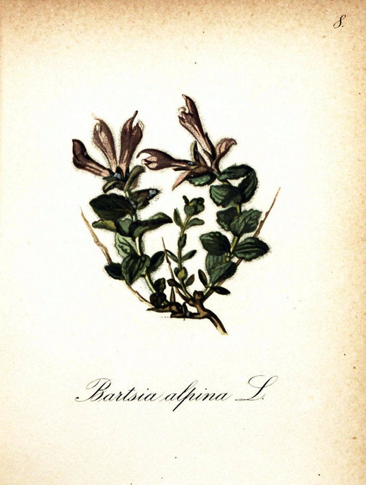 Die Alpenpflanzen nach der Natur gemalt /.Prag :F. Tempsky,1879-1884.. |  | Vintage Print Reproduction 470669