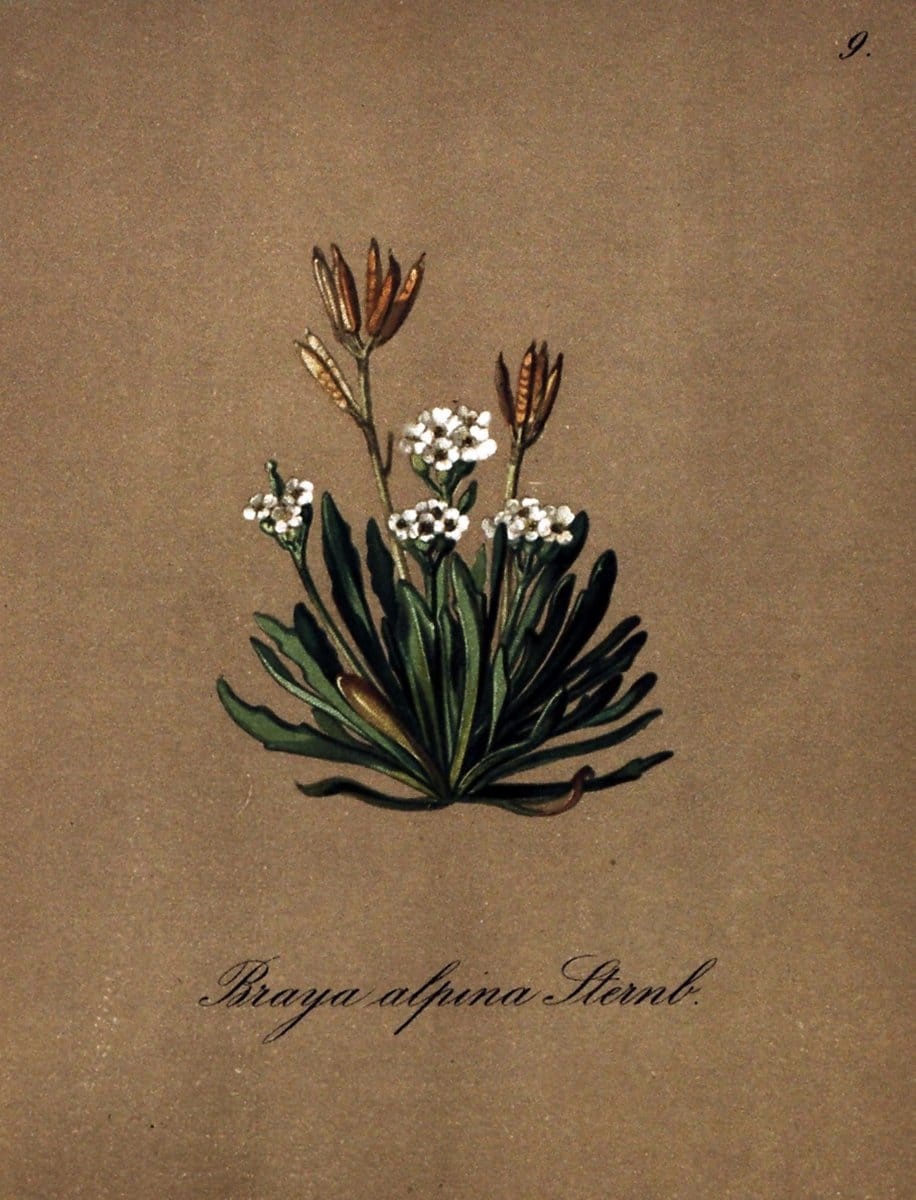 Die Alpenpflanzen nach der Natur gemalt /.Prag :F. Tempsky,1879-1884.. |  | Vintage Print Reproduction 470670