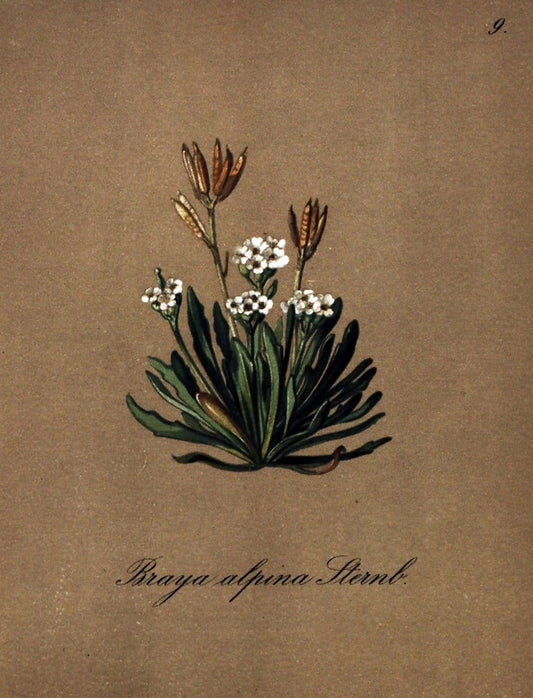 Die Alpenpflanzen nach der Natur gemalt /.Prag :F. Tempsky,1879-1884.. |  | Vintage Print Reproduction 470670