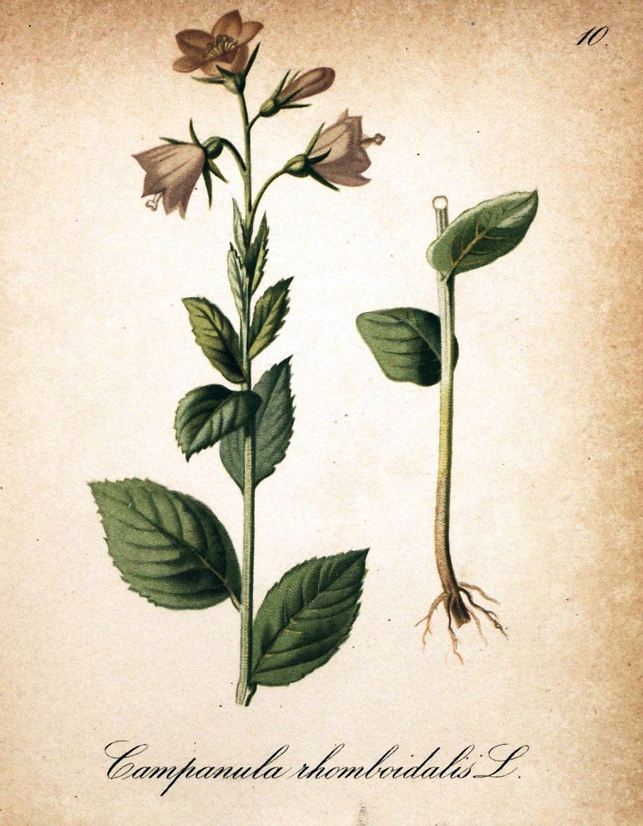 Die Alpenpflanzen nach der Natur gemalt /.Prag :F. Tempsky,1879-1884.. |  | Vintage Print Reproduction 470671