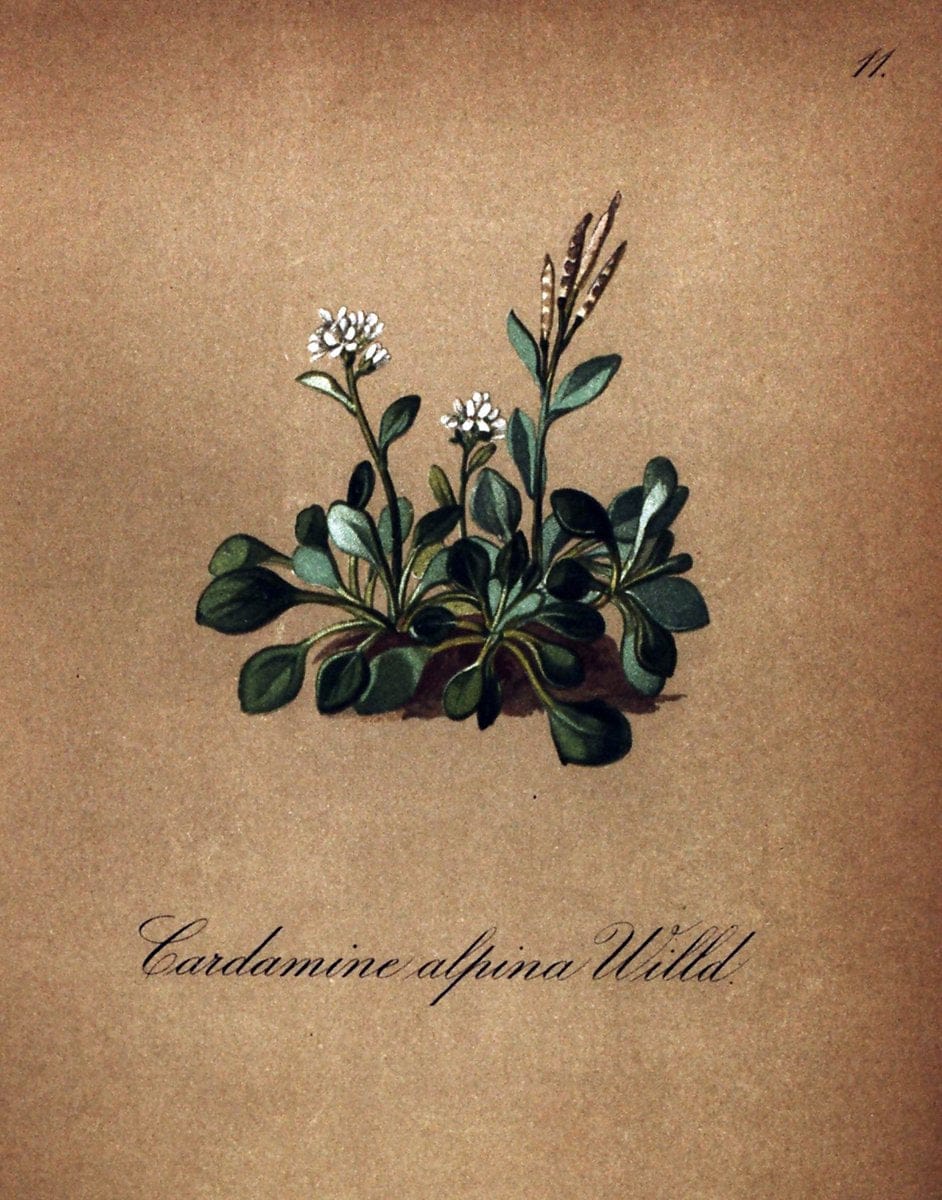 Die Alpenpflanzen nach der Natur gemalt /.Prag :F. Tempsky,1879-1884.. |  | Vintage Print Reproduction 470672