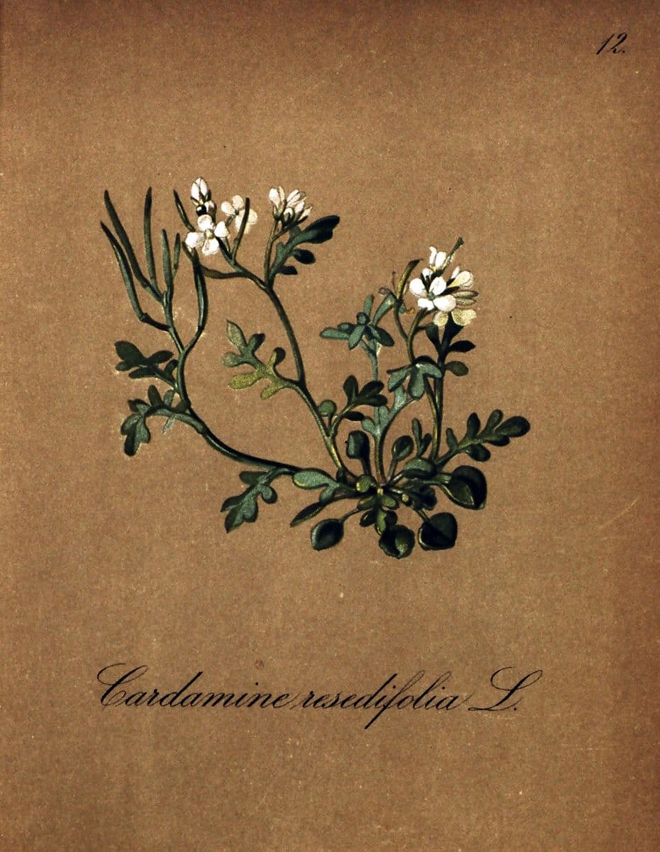 Die Alpenpflanzen nach der Natur gemalt /.Prag :F. Tempsky,1879-1884.. |  | Vintage Print Reproduction 470673