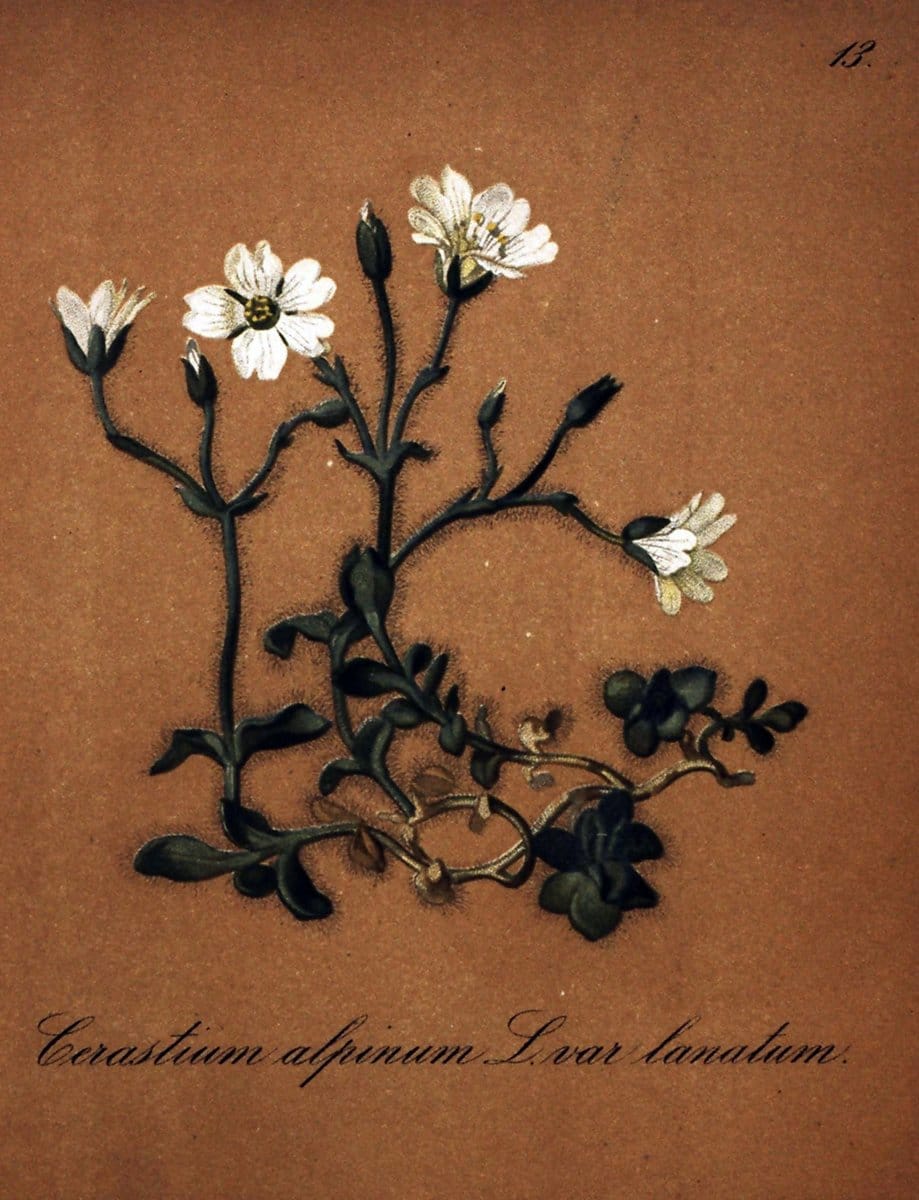 Die Alpenpflanzen nach der Natur gemalt /.Prag :F. Tempsky,1879-1884.. |  | Vintage Print Reproduction 470674