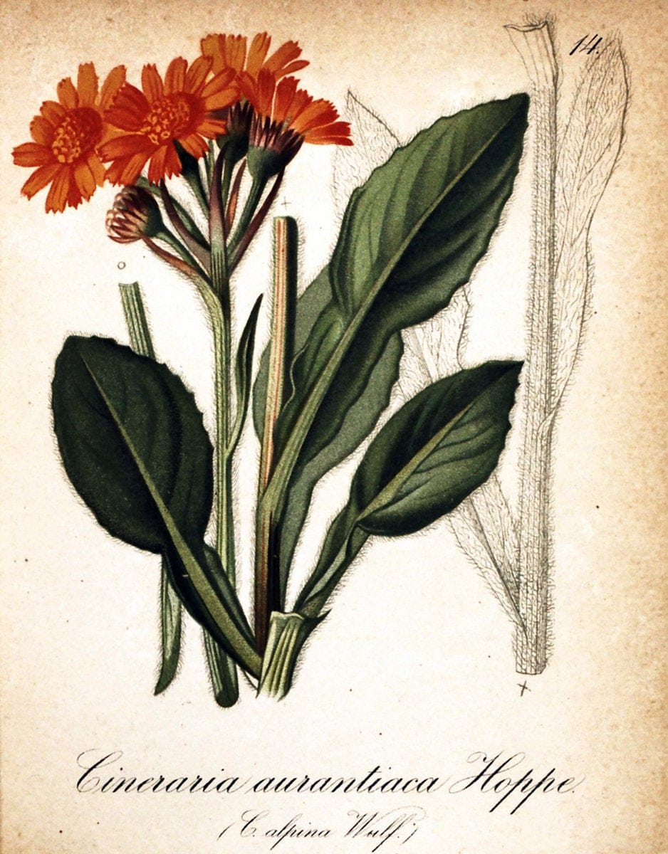 Die Alpenpflanzen nach der Natur gemalt /.Prag :F. Tempsky,1879-1884.. |  | Vintage Print Reproduction 470675