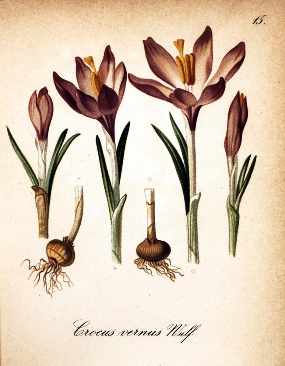 Die Alpenpflanzen nach der Natur gemalt /.Prag :F. Tempsky,1879-1884.. |  | Vintage Print Reproduction 470676