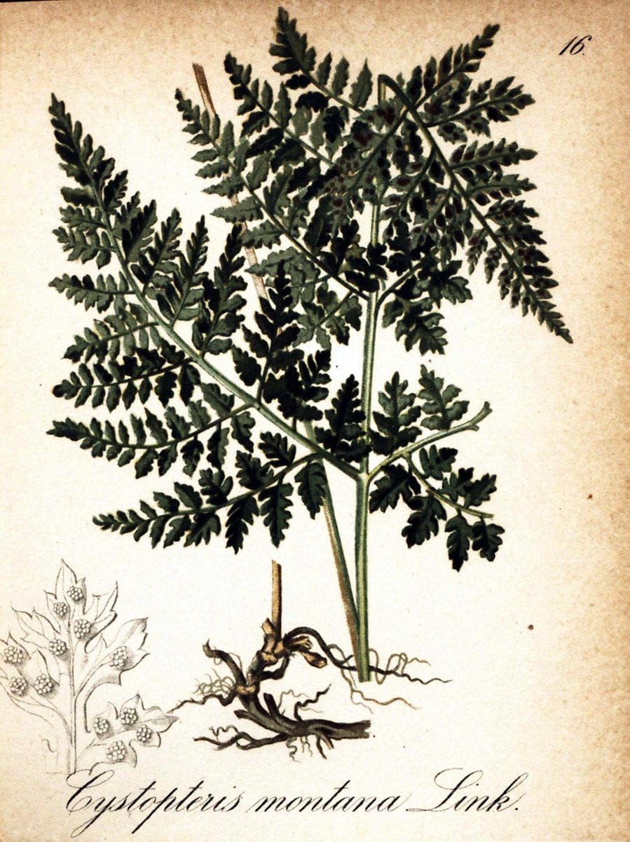 Die Alpenpflanzen nach der Natur gemalt /.Prag :F. Tempsky,1879-1884.. |  | Vintage Print Reproduction 470677