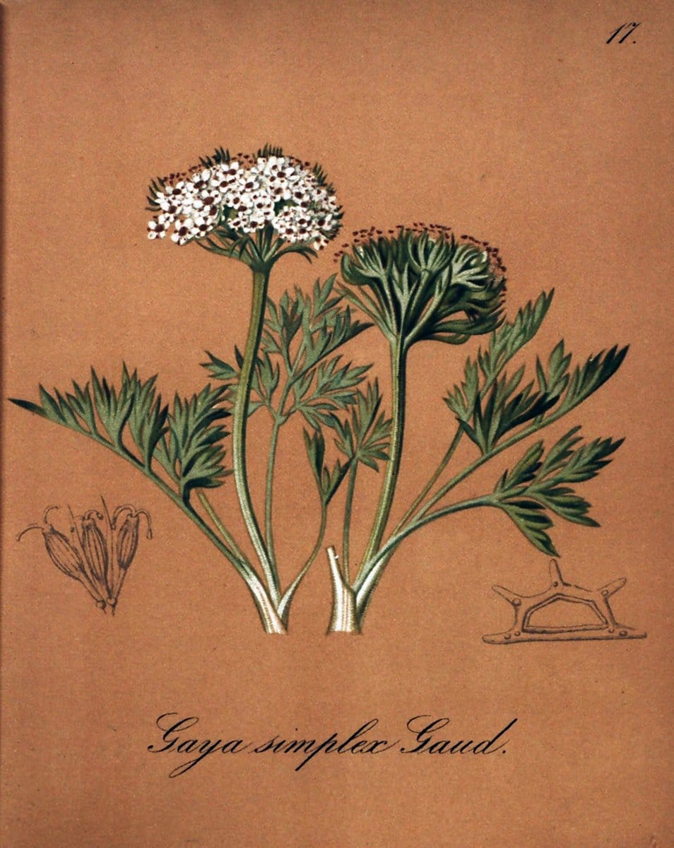 Die Alpenpflanzen nach der Natur gemalt /.Prag :F. Tempsky,1879-1884.. |  | Vintage Print Reproduction 470678