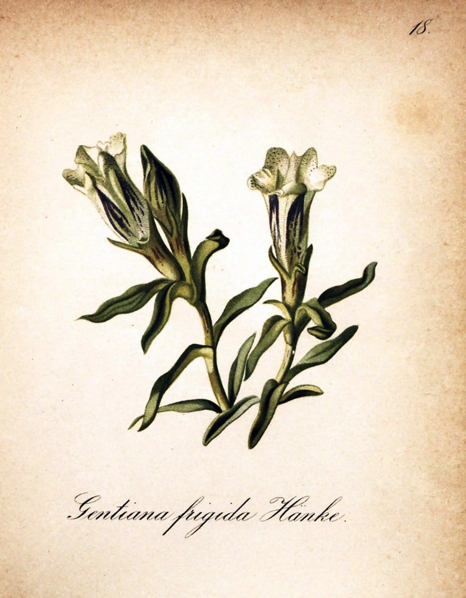 Die Alpenpflanzen nach der Natur gemalt /.Prag :F. Tempsky,1879-1884.. |  | Vintage Print Reproduction 470679