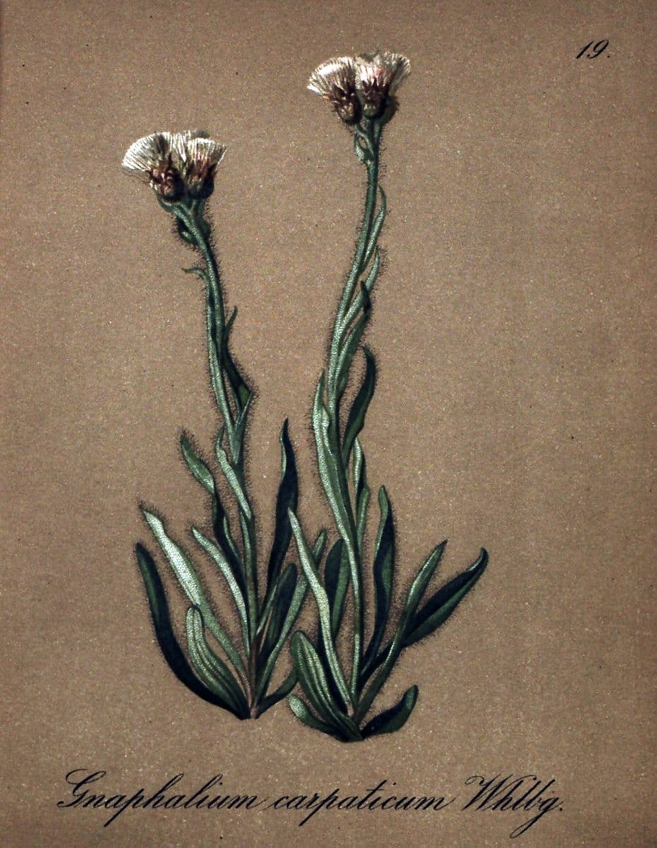 Die Alpenpflanzen nach der Natur gemalt /.Prag :F. Tempsky,1879-1884.. |  | Vintage Print Reproduction 470680