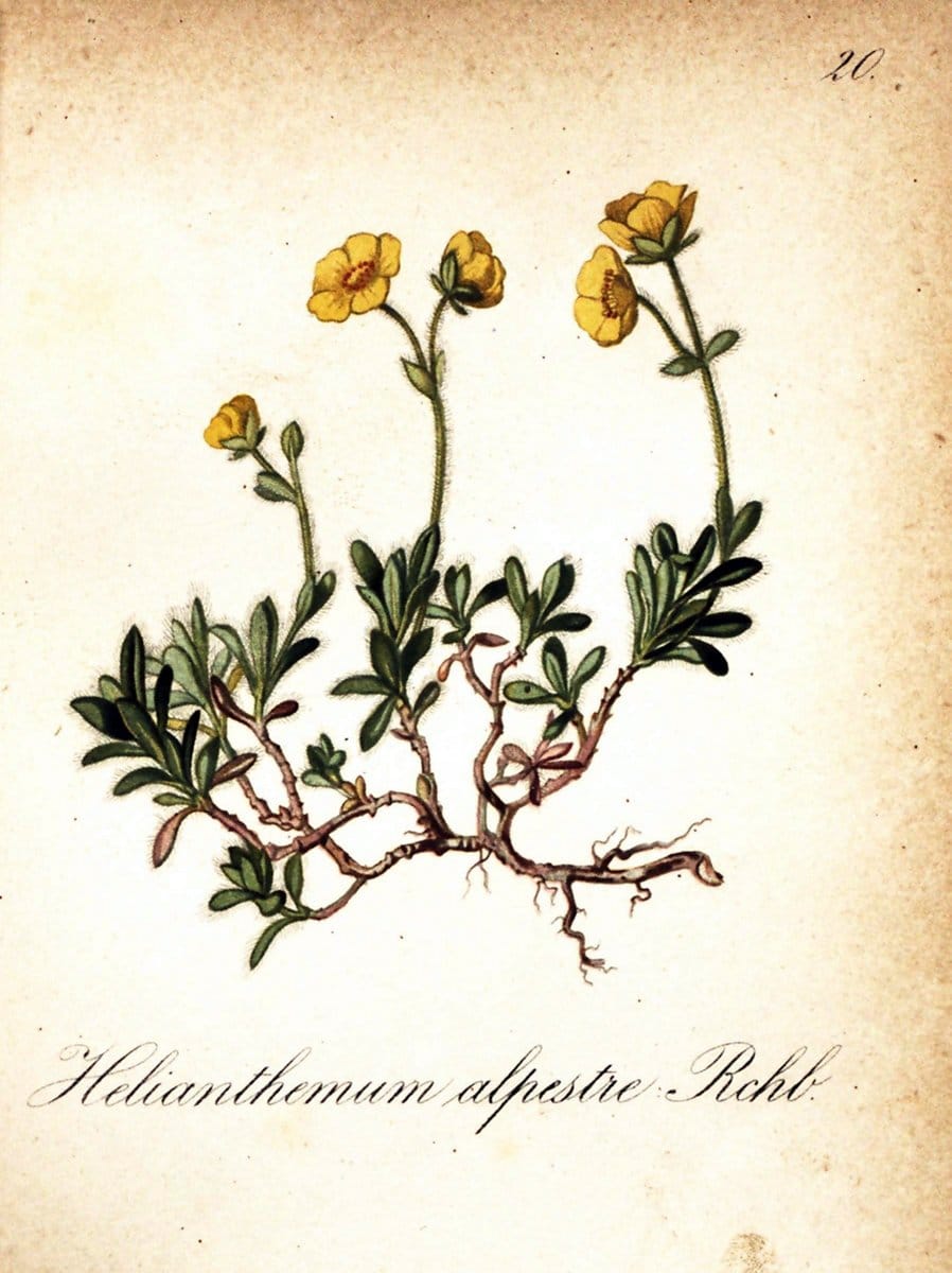 Die Alpenpflanzen nach der Natur gemalt /.Prag :F. Tempsky,1879-1884.. |  | Vintage Print Reproduction 470681