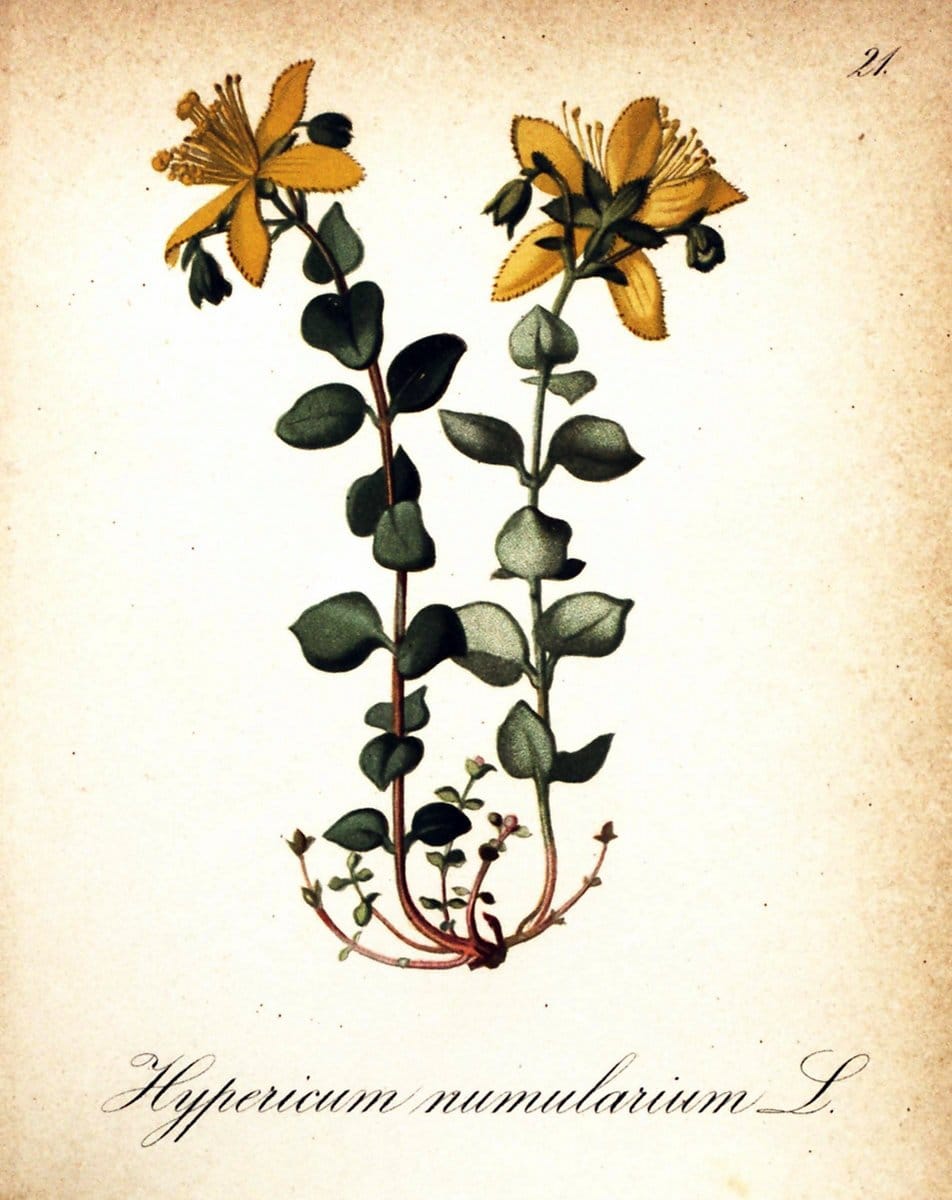 Die Alpenpflanzen nach der Natur gemalt /.Prag :F. Tempsky,1879-1884.. |  | Vintage Print Reproduction 470682