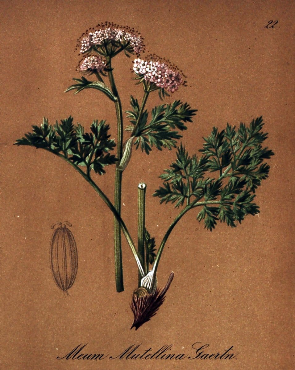 Die Alpenpflanzen nach der Natur gemalt /.Prag :F. Tempsky,1879-1884.. |  | Vintage Print Reproduction 470683