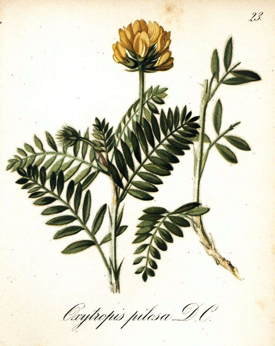 Die Alpenpflanzen nach der Natur gemalt /.Prag :F. Tempsky,1879-1884.. |  | Vintage Print Reproduction 470684