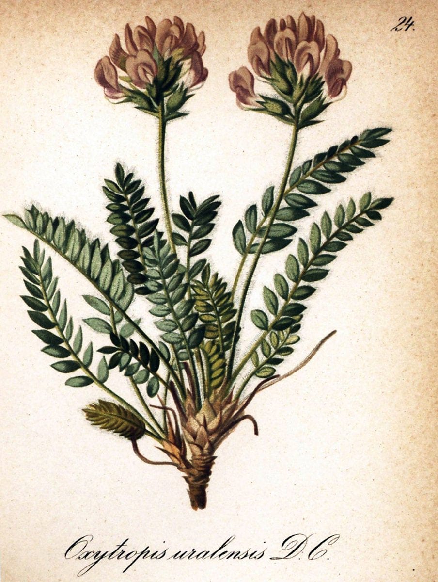 Die Alpenpflanzen nach der Natur gemalt /.Prag :F. Tempsky,1879-1884.. |  | Vintage Print Reproduction 470685