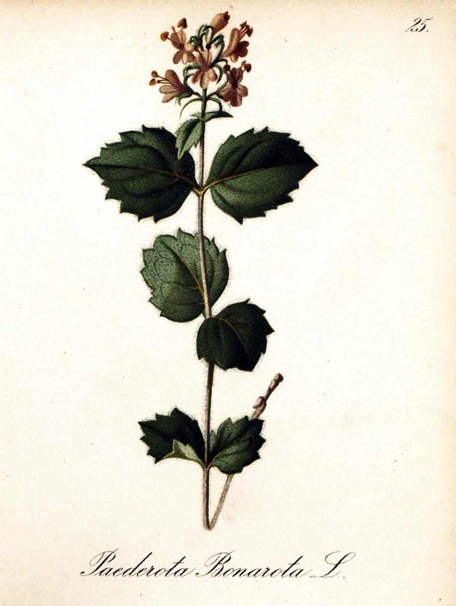 Die Alpenpflanzen nach der Natur gemalt /.Prag :F. Tempsky,1879-1884.. |  | Vintage Print Reproduction 470686