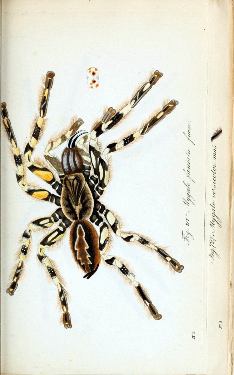 Die Arachniden :.NÃ¼rnberg :In der C. H. Zeh'schen Buchhandlung,1831-1848.. |  | Vintage Print Reproduction 470688