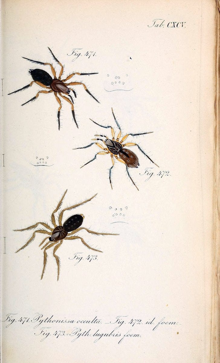 Die Arachniden :.NÃ¼rnberg :In der C. H. Zeh'schen Buchhandlung,1831-1848.. |  | Vintage Print Reproduction 470689