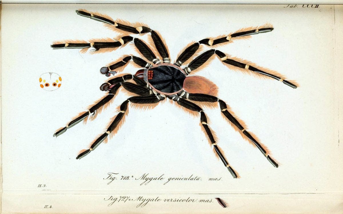 Die Arachniden :.NÃ¼rnberg :In der C. H. Zeh'schen Buchhandlung,1831-1848.. |  | Vintage Print Reproduction 470690