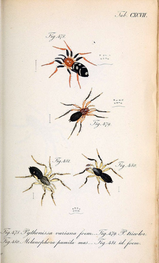 Die Arachniden :.NÃ¼rnberg :In der C. H. Zeh'schen Buchhandlung,1831-1848.. |  | Vintage Print Reproduction 470691