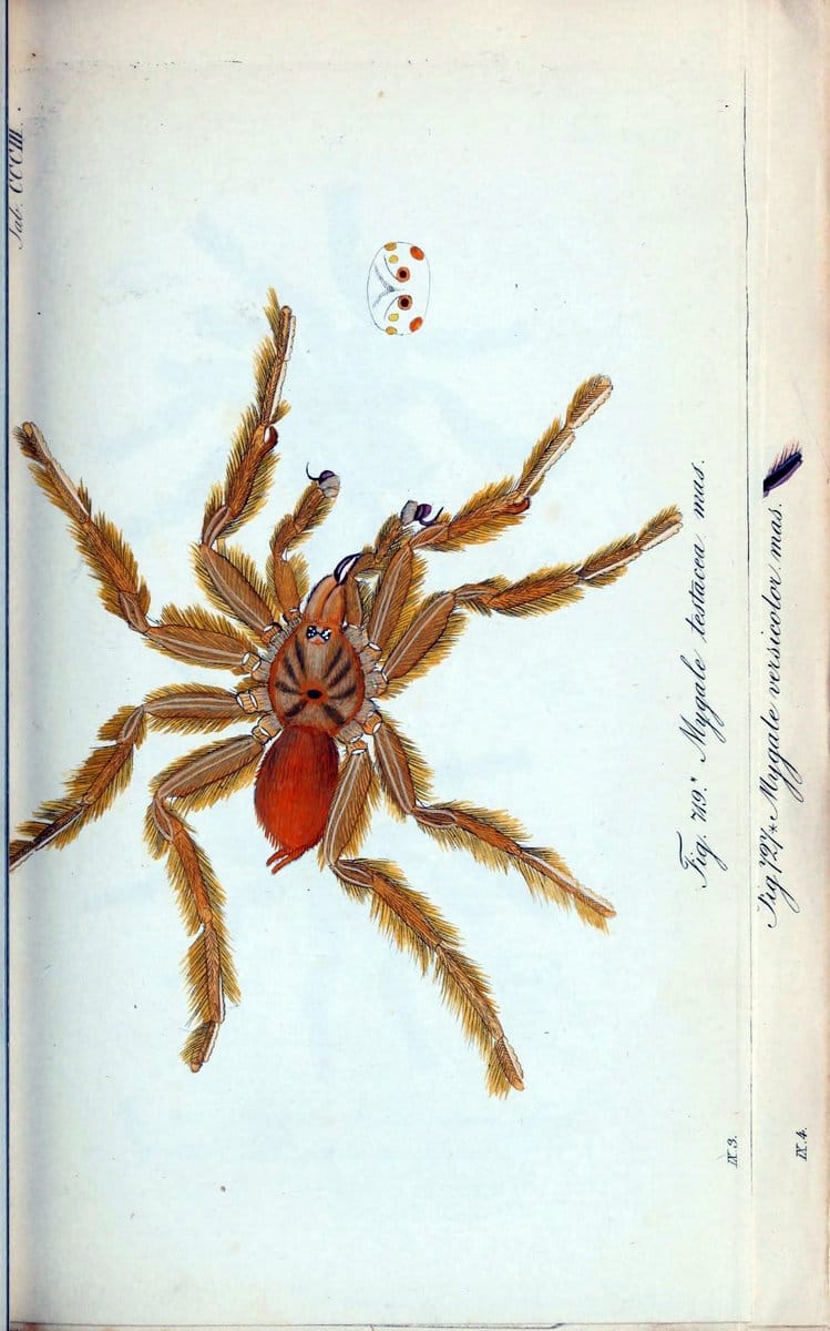 Die Arachniden :.NÃ¼rnberg :In der C. H. Zeh'schen Buchhandlung,1831-1848.. |  | Vintage Print Reproduction 470692