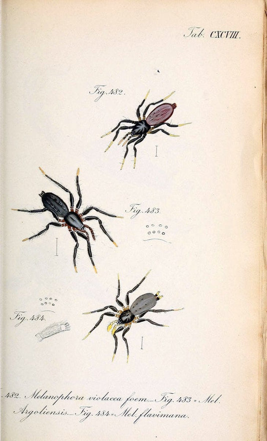 Die Arachniden :.NÃ¼rnberg :In der C. H. Zeh'schen Buchhandlung,1831-1848.. |  | Vintage Print Reproduction 470693