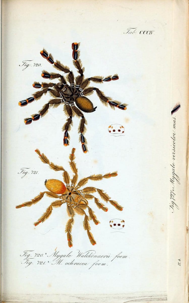 Die Arachniden :.NÃ¼rnberg :In der C. H. Zeh'schen Buchhandlung,1831-1848.. |  | Vintage Print Reproduction 470694