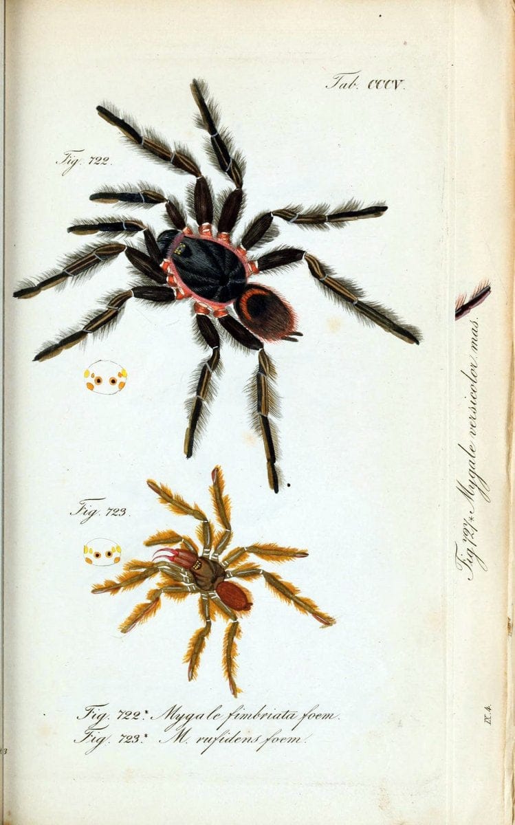 Die Arachniden :.NÃ¼rnberg :In der C. H. Zeh'schen Buchhandlung,1831-1848.. |  | Vintage Print Reproduction 470696