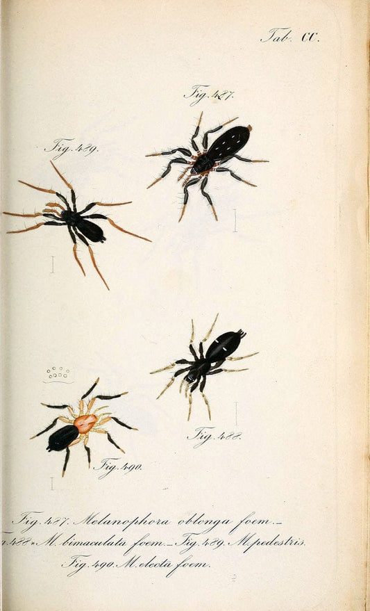Die Arachniden :.NÃ¼rnberg :In der C. H. Zeh'schen Buchhandlung,1831-1848.. |  | Vintage Print Reproduction 470698