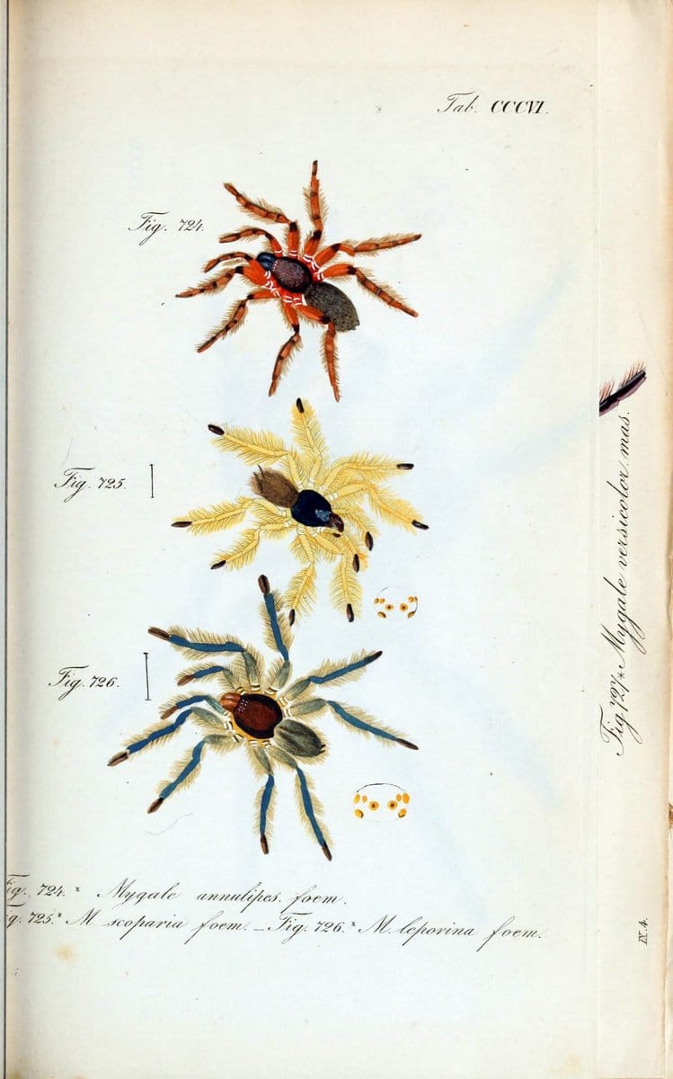 Die Arachniden :.NÃ¼rnberg :In der C. H. Zeh'schen Buchhandlung,1831-1848.. |  | Vintage Print Reproduction 470699