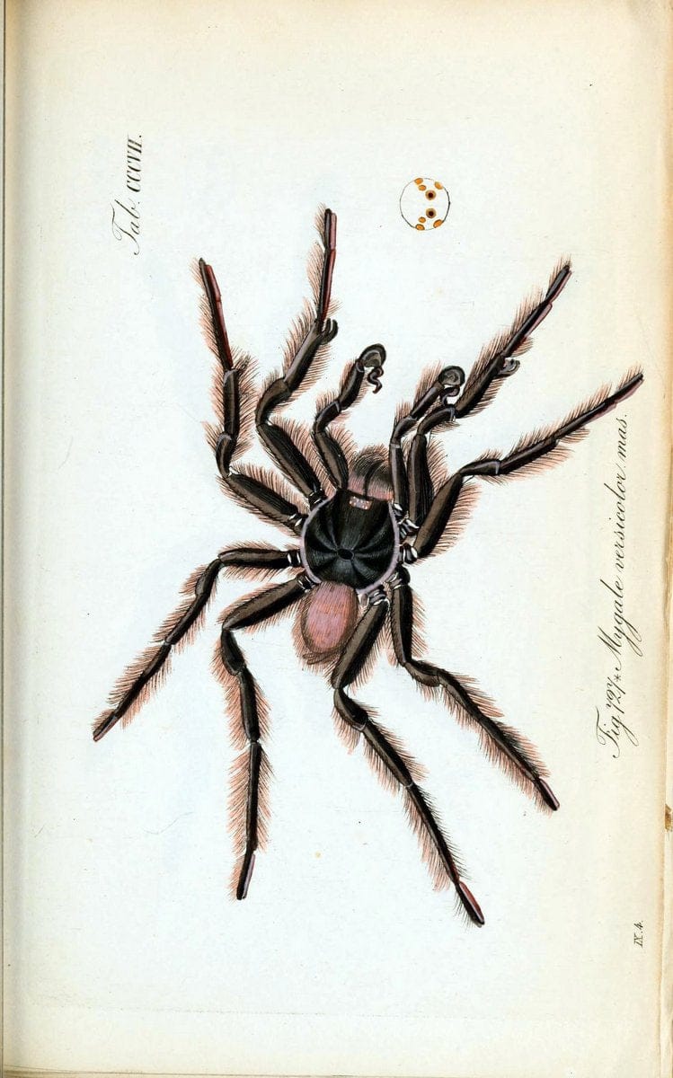 Die Arachniden :.NÃ¼rnberg :In der C. H. Zeh'schen Buchhandlung,1831-1848.. |  | Vintage Print Reproduction 470701