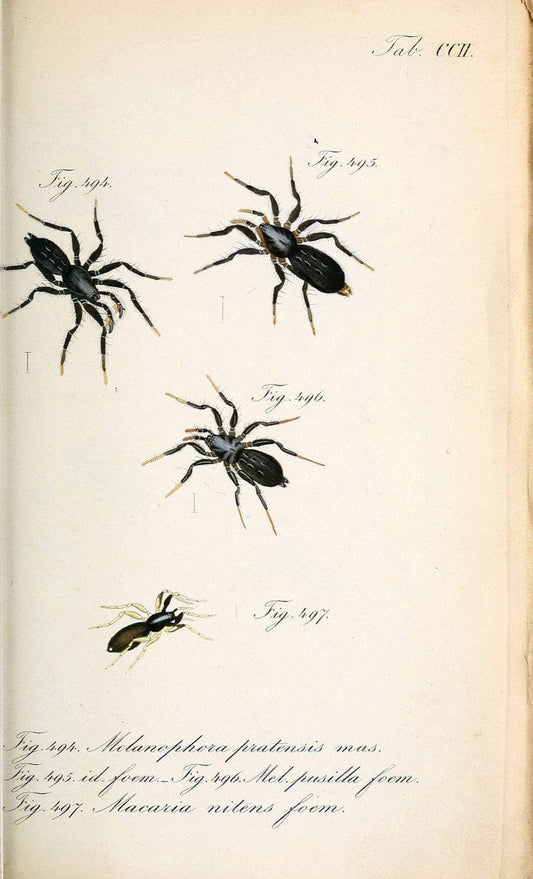 Die Arachniden :.NÃ¼rnberg :In der C. H. Zeh'schen Buchhandlung,1831-1848.. |  | Vintage Print Reproduction 470702