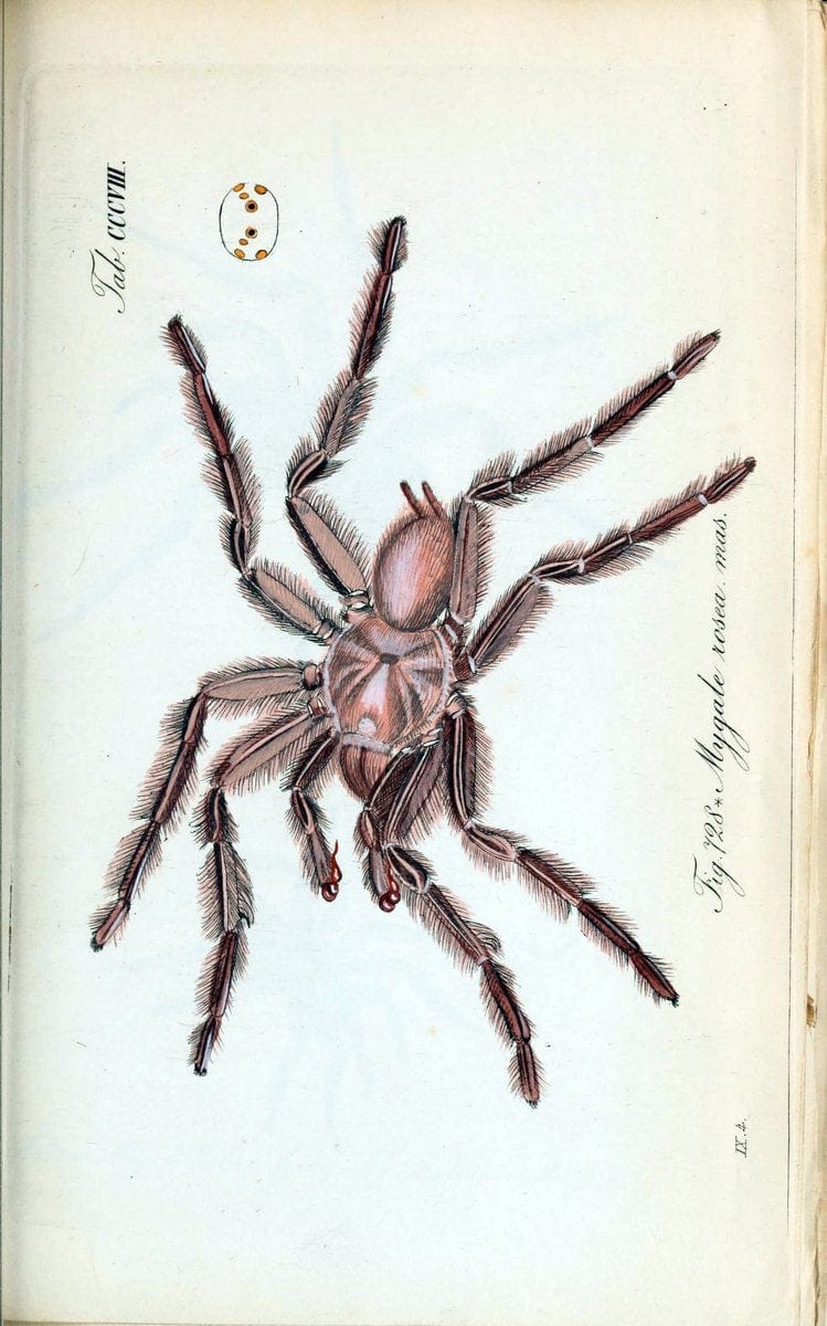 Die Arachniden :.NÃ¼rnberg :In der C. H. Zeh'schen Buchhandlung,1831-1848.. |  | Vintage Print Reproduction 470703