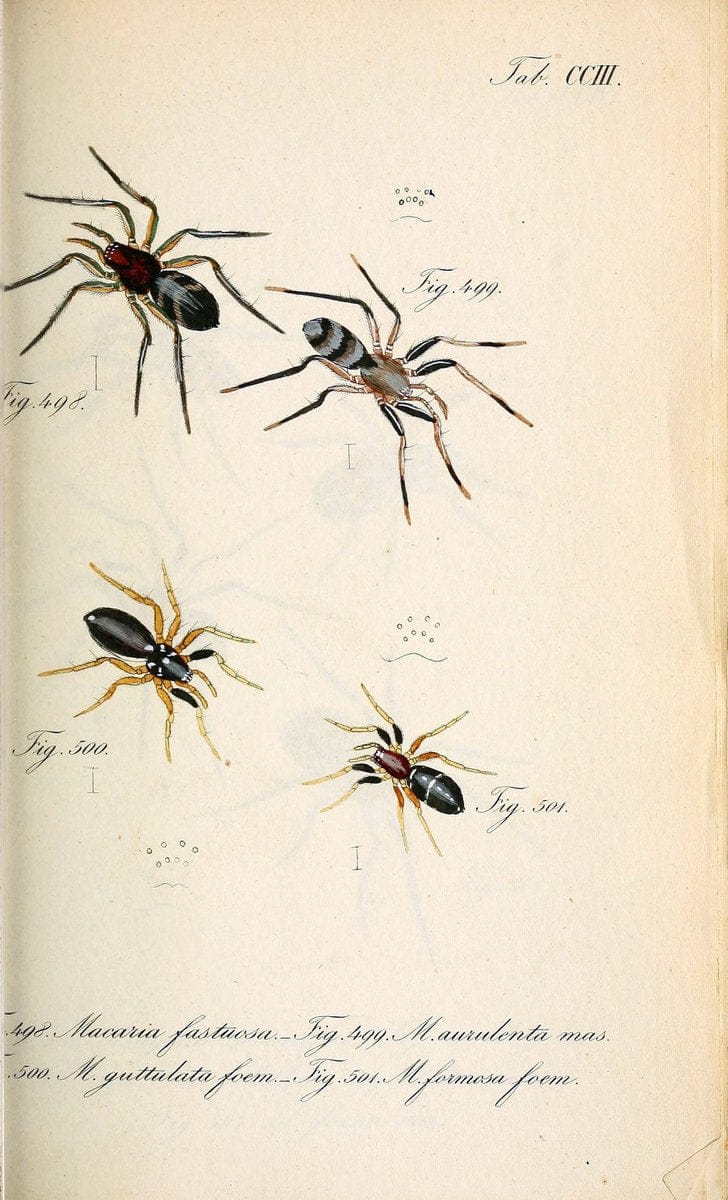 Die Arachniden :.NÃ¼rnberg :In der C. H. Zeh'schen Buchhandlung,1831-1848.. |  | Vintage Print Reproduction 470704