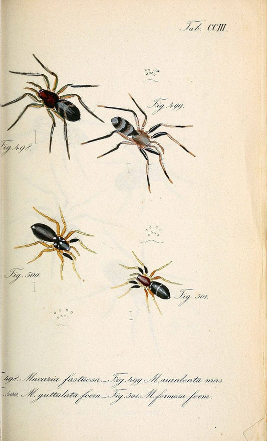 Die Arachniden :.NÃ¼rnberg :In der C. H. Zeh'schen Buchhandlung,1831-1848.. |  | Vintage Print Reproduction 470704