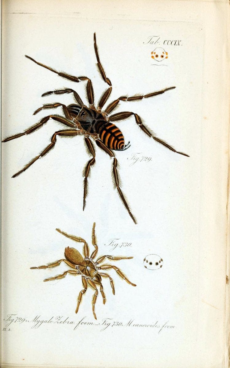 Die Arachniden :.NÃ¼rnberg :In der C. H. Zeh'schen Buchhandlung,1831-1848.. |  | Vintage Print Reproduction 470705