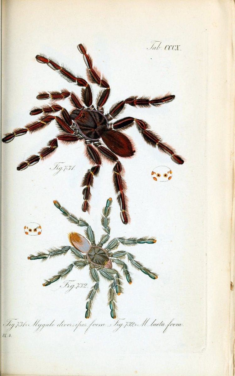 Die Arachniden :.NÃ¼rnberg :In der C. H. Zeh'schen Buchhandlung,1831-1848.. |  | Vintage Print Reproduction 470707