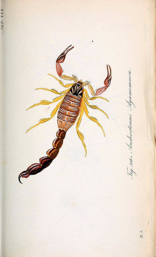 Die Arachniden :.NÃ¼rnberg :In der C. H. Zeh'schen Buchhandlung,1831-1848.. |  | Vintage Print Reproduction 470708