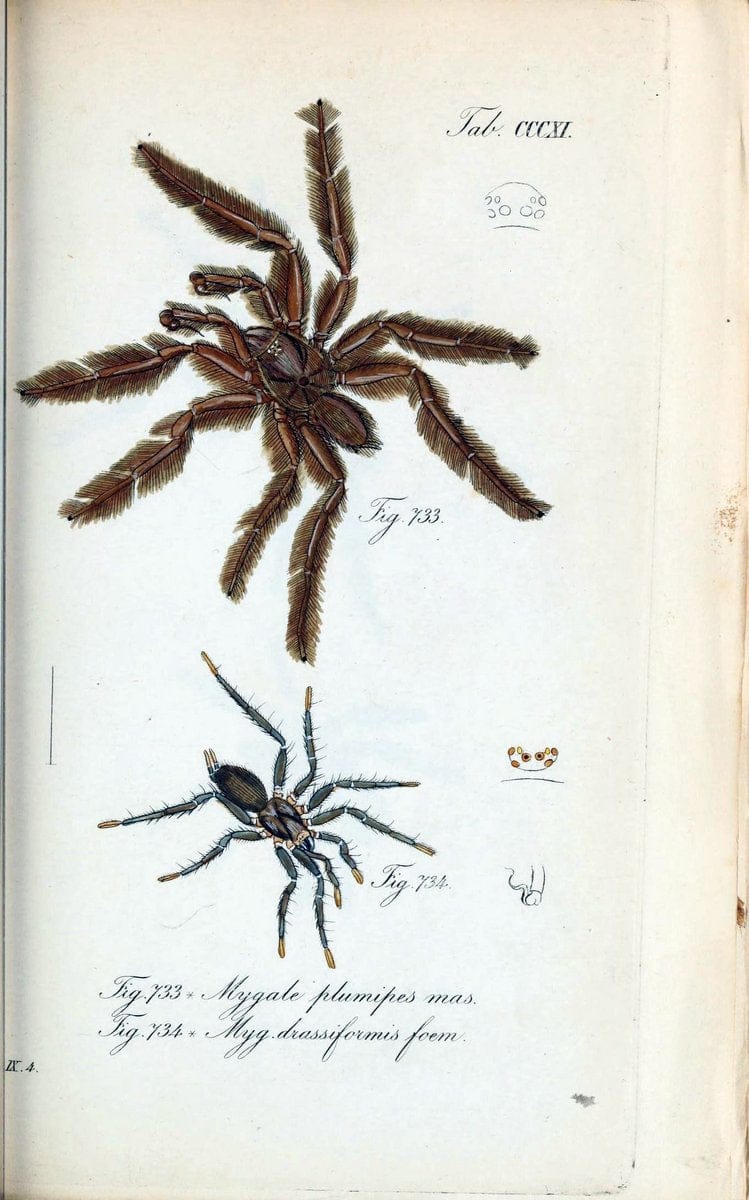 Die Arachniden :.NÃ¼rnberg :In der C. H. Zeh'schen Buchhandlung,1831-1848.. |  | Vintage Print Reproduction 470709