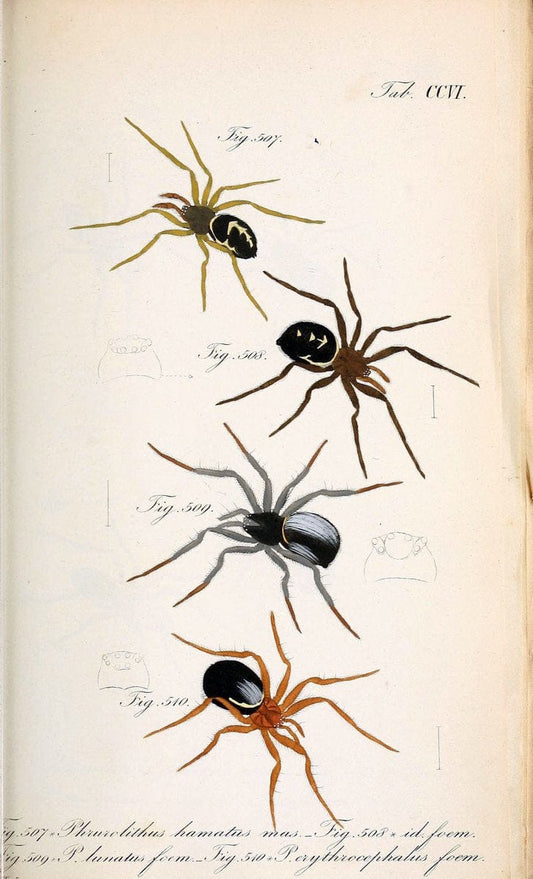Die Arachniden :.NÃ¼rnberg :In der C. H. Zeh'schen Buchhandlung,1831-1848.. |  | Vintage Print Reproduction 470710