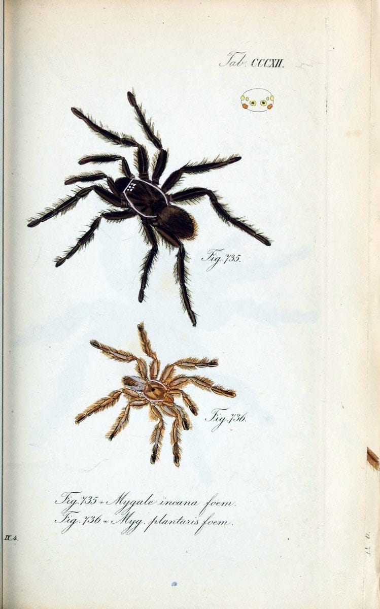 Die Arachniden :.NÃ¼rnberg :In der C. H. Zeh'schen Buchhandlung,1831-1848.. |  | Vintage Print Reproduction 470711